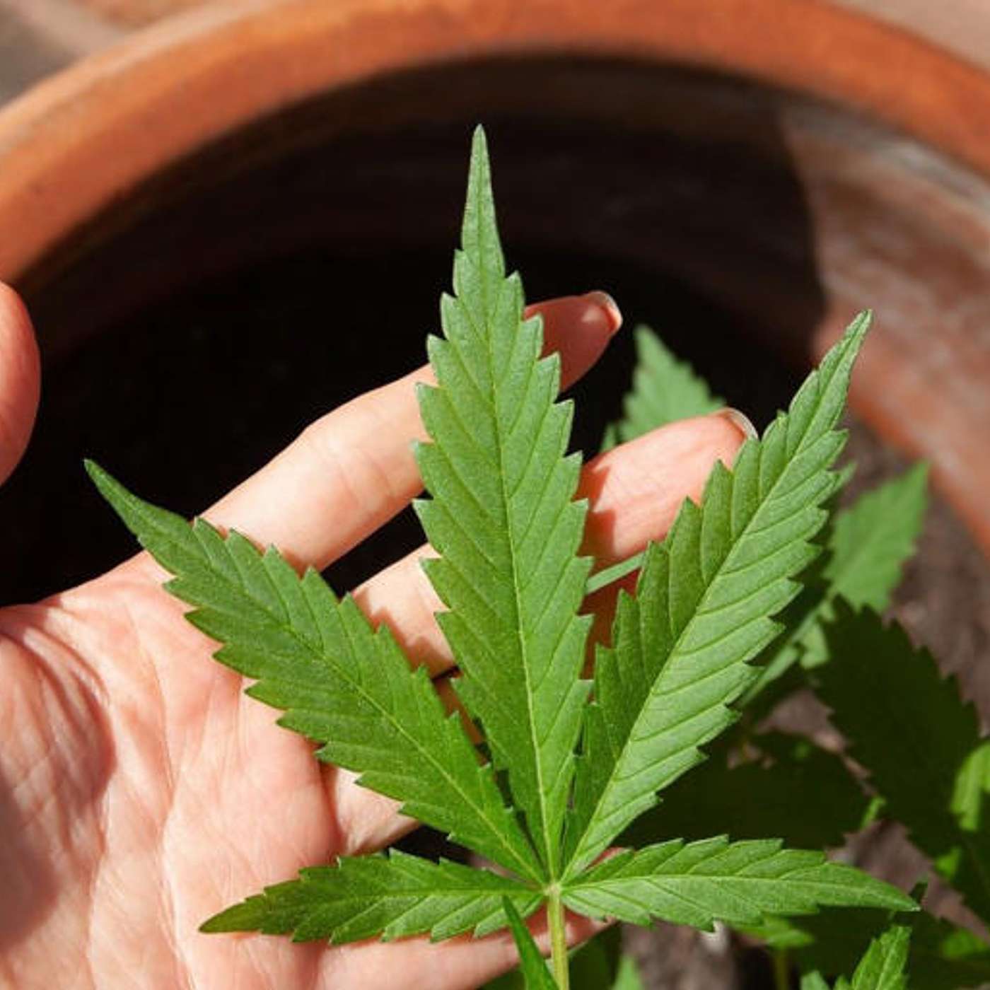 Texas lawmakers approve full THC ban episode artwork