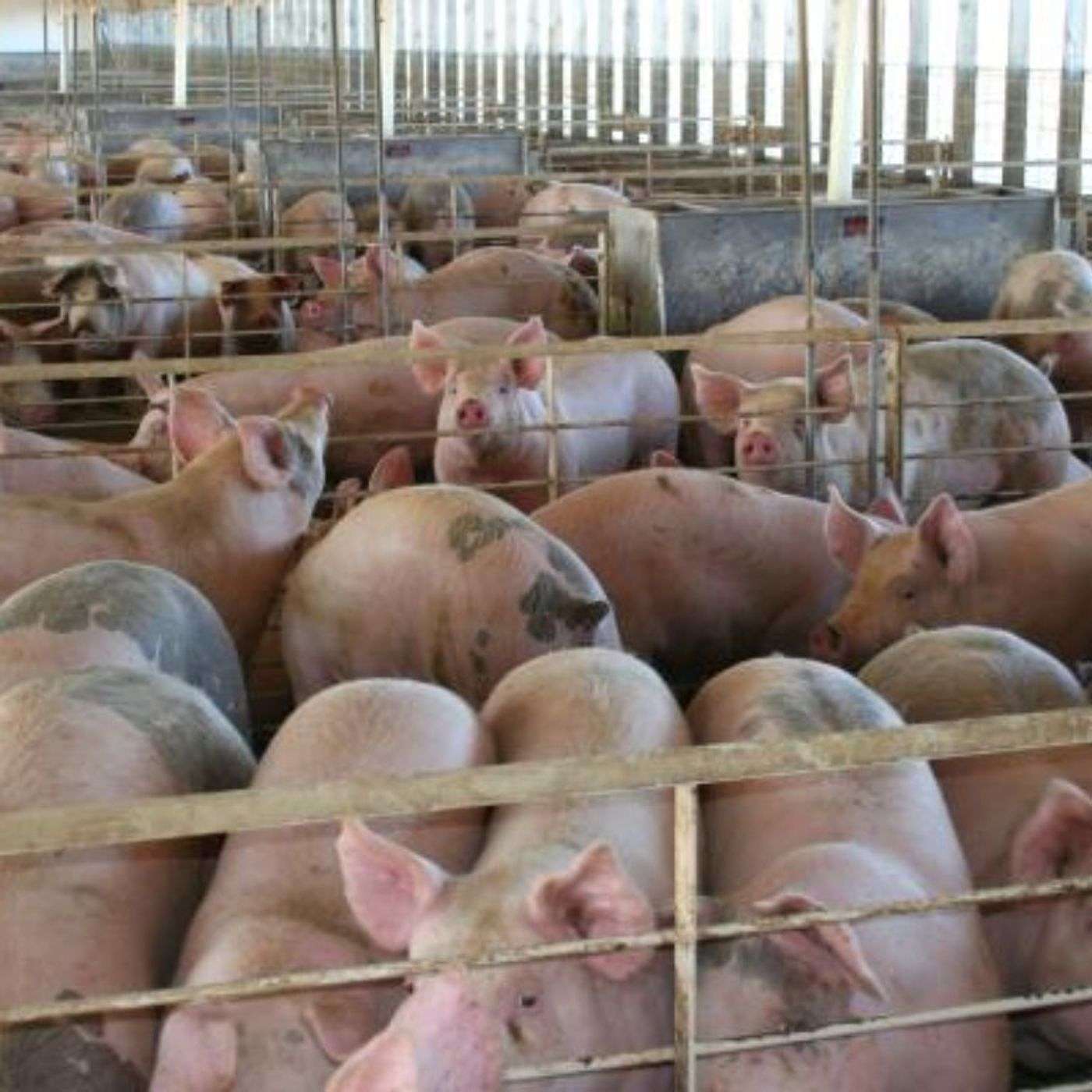 African swine fever vaccine: What could it mean for the hog industry?