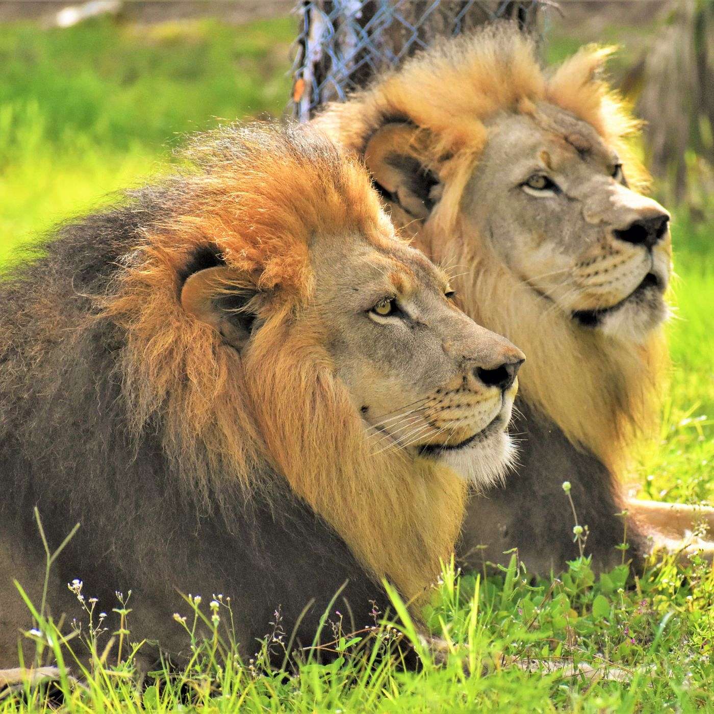 6. Gorongosa Reserve (Lions) episode artwork