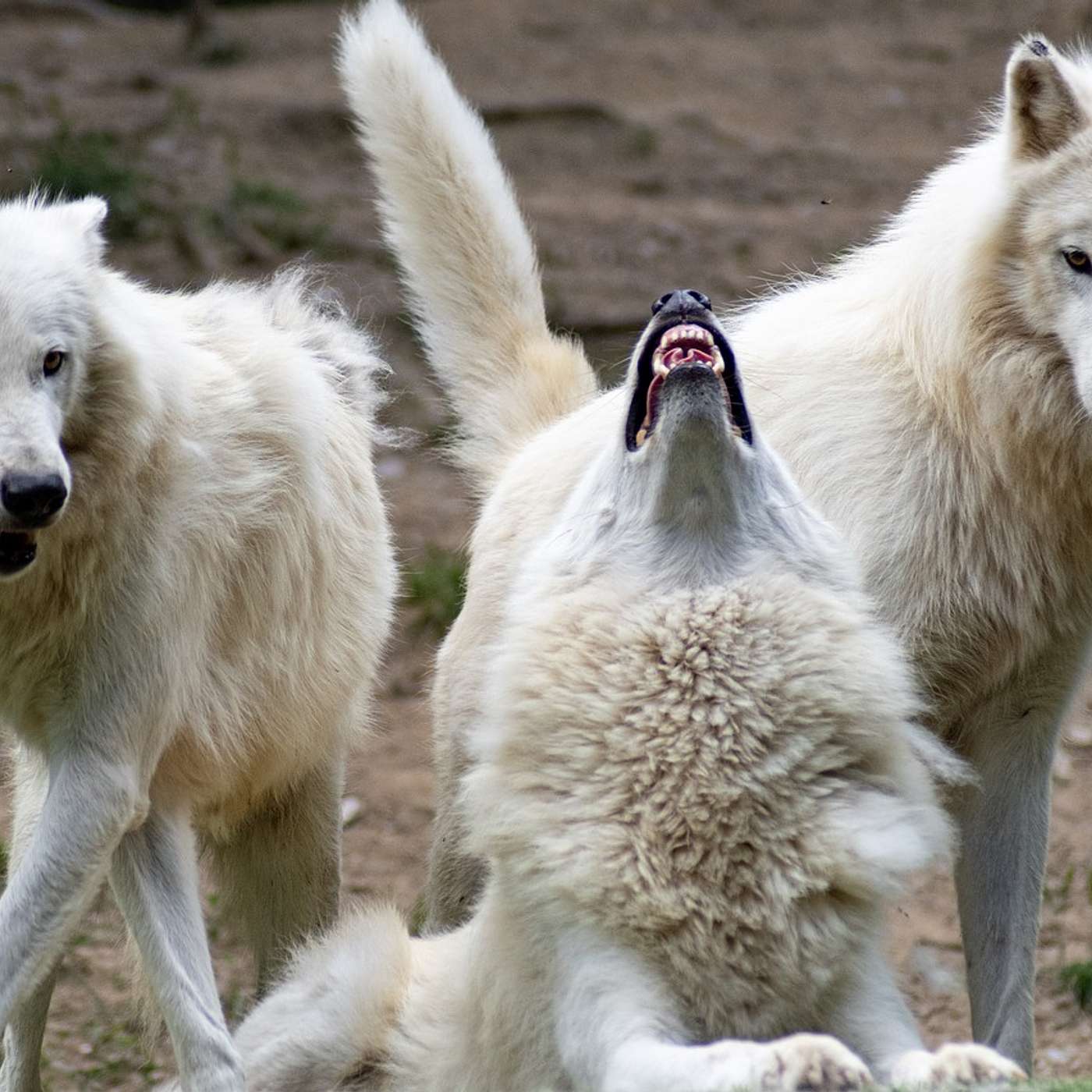 The Dire Wolf Is Back…Maybe