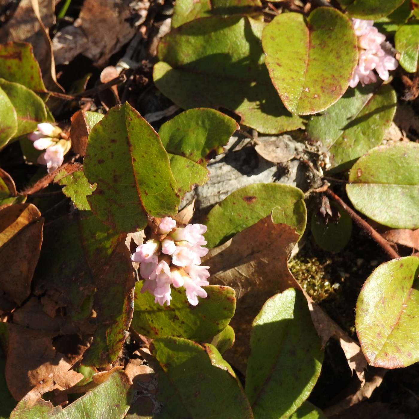 PINK MAYFLOWERS