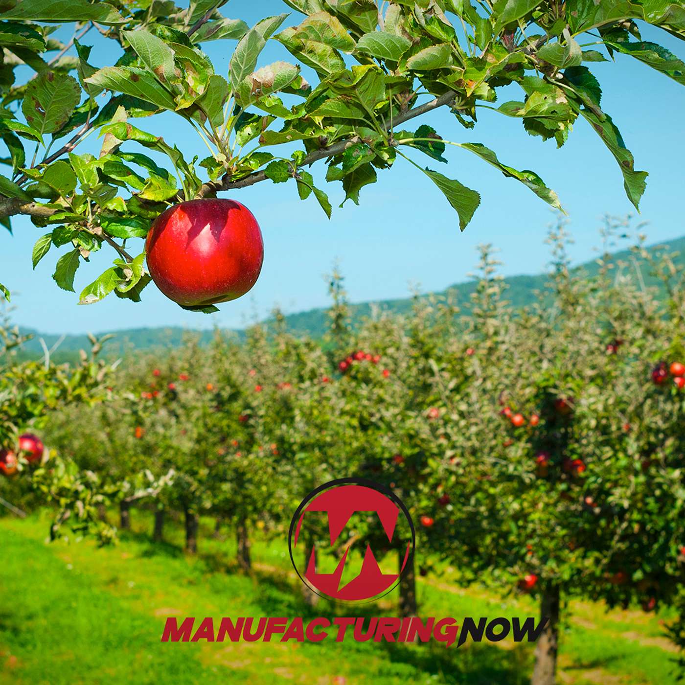 Heineken Uproots Huge Apple Orchard as Cider Sales Slip