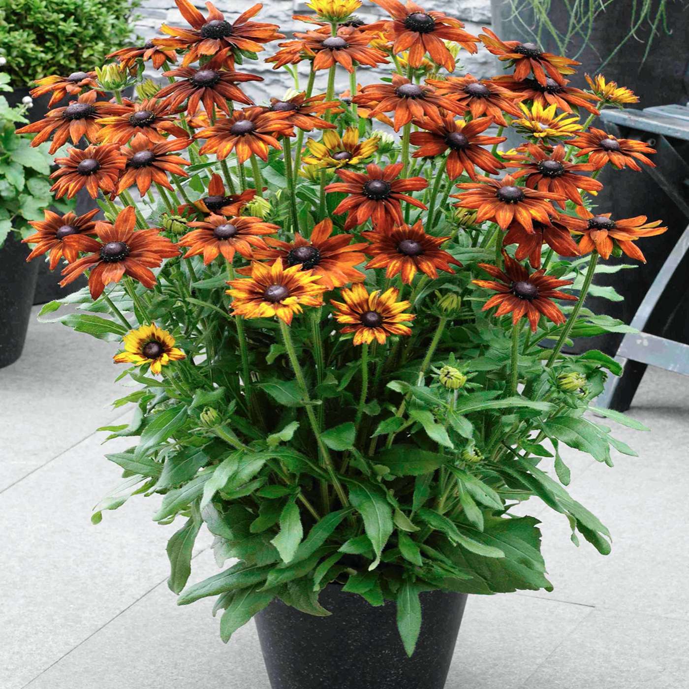 2022 Newest Heat Loving Plants for the Summer Garden