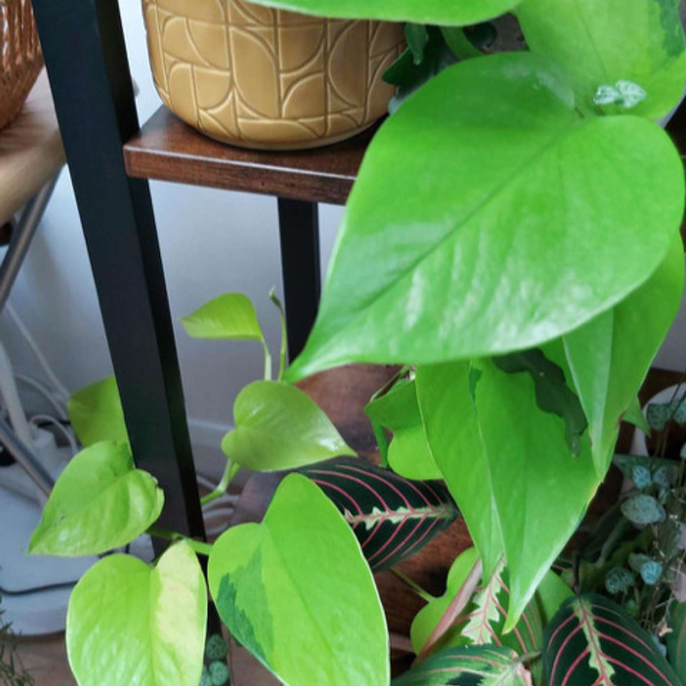 Devil's Ivy