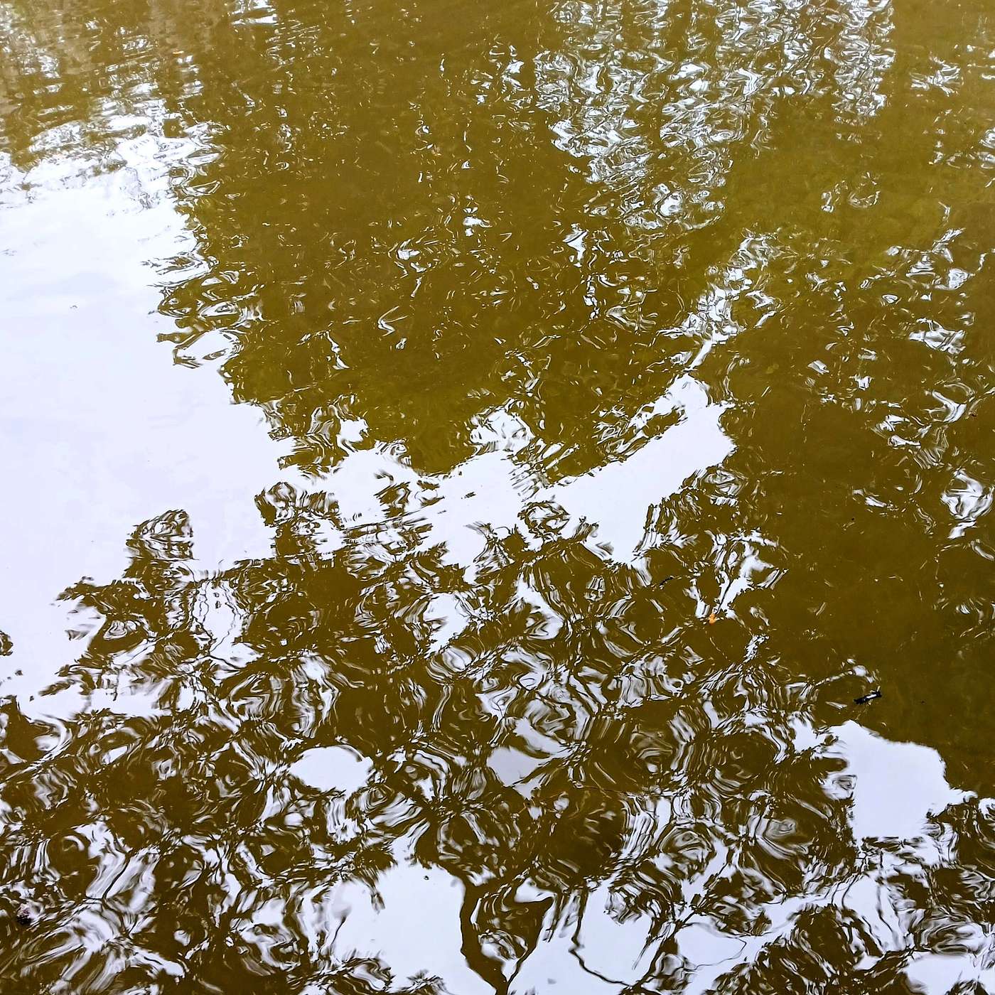 Under a Canopy of Trees ('Your word')