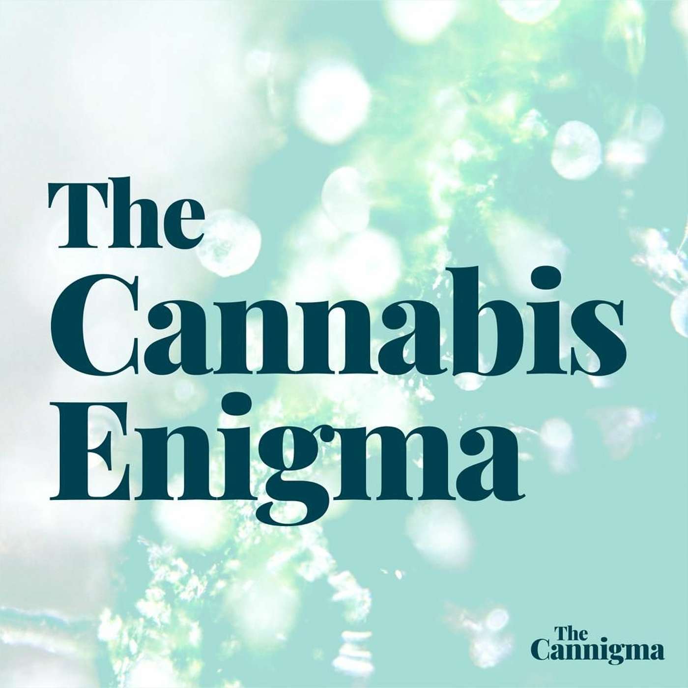 The Cannabis Enigma