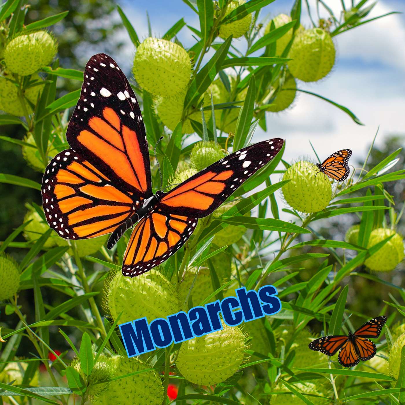 Monarch Magic in Maryland with Donna Thompson and Friends