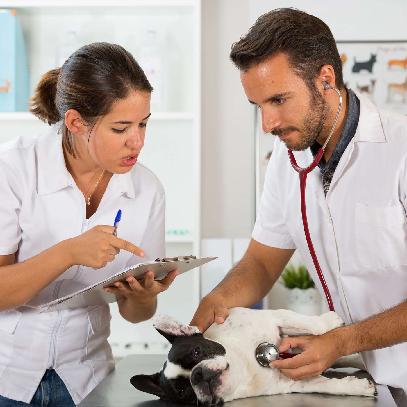 Handling Employee Terminations and Disciplinary Actions in Veterinary Practices episode artwork