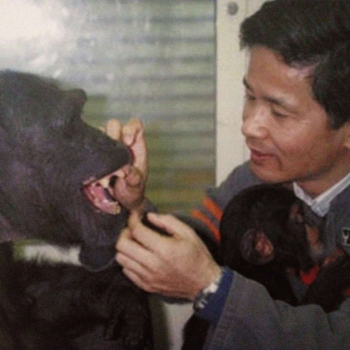 The making of the (chimpanzee) Ai Project and more with former Primate Research Institute Director Dr. Tetsuro Matsuzawa episode artwork