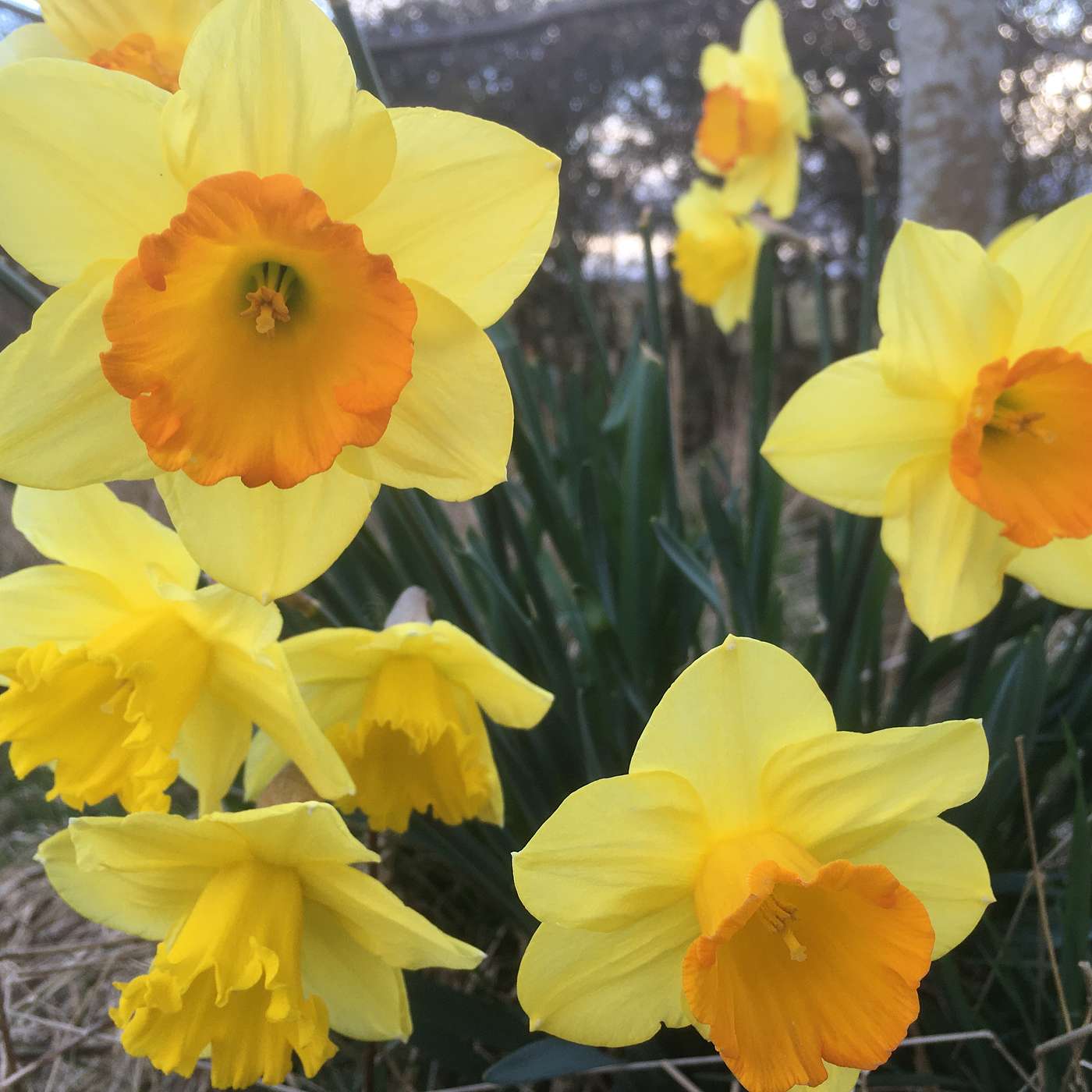 Easter gardening, owls and fulmars episode artwork
