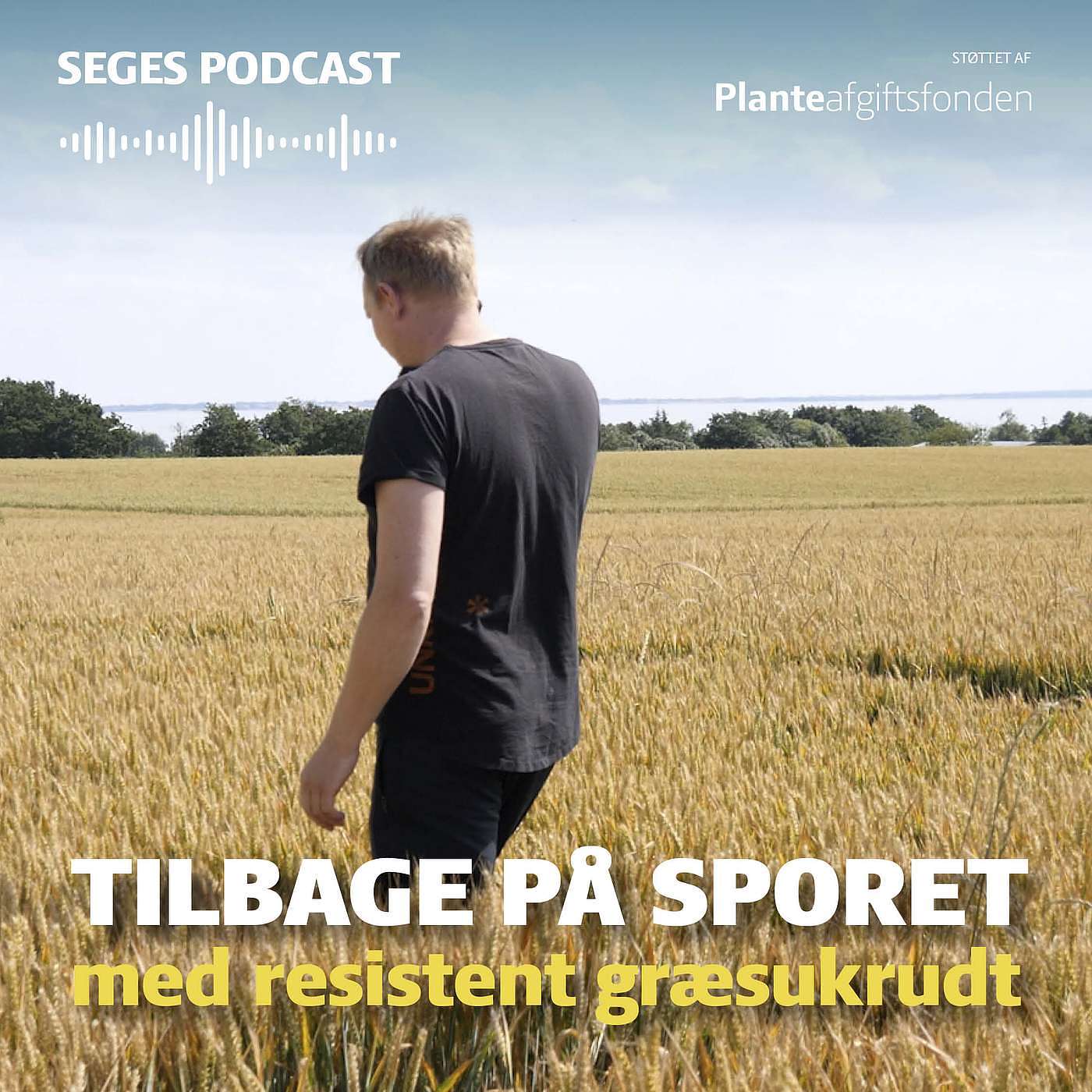 Din Mark Lige Nu: Tilbage på sporet med resistent græsukrudt Din Mark Lige Nu: Tilbage på sporet med resistent græsukrudt