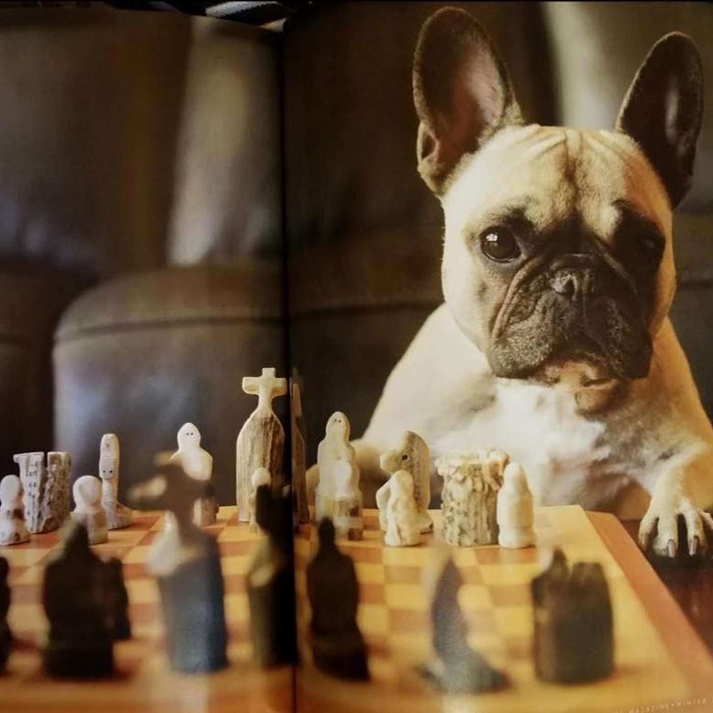 Teacher Tails - Karrer Shorts