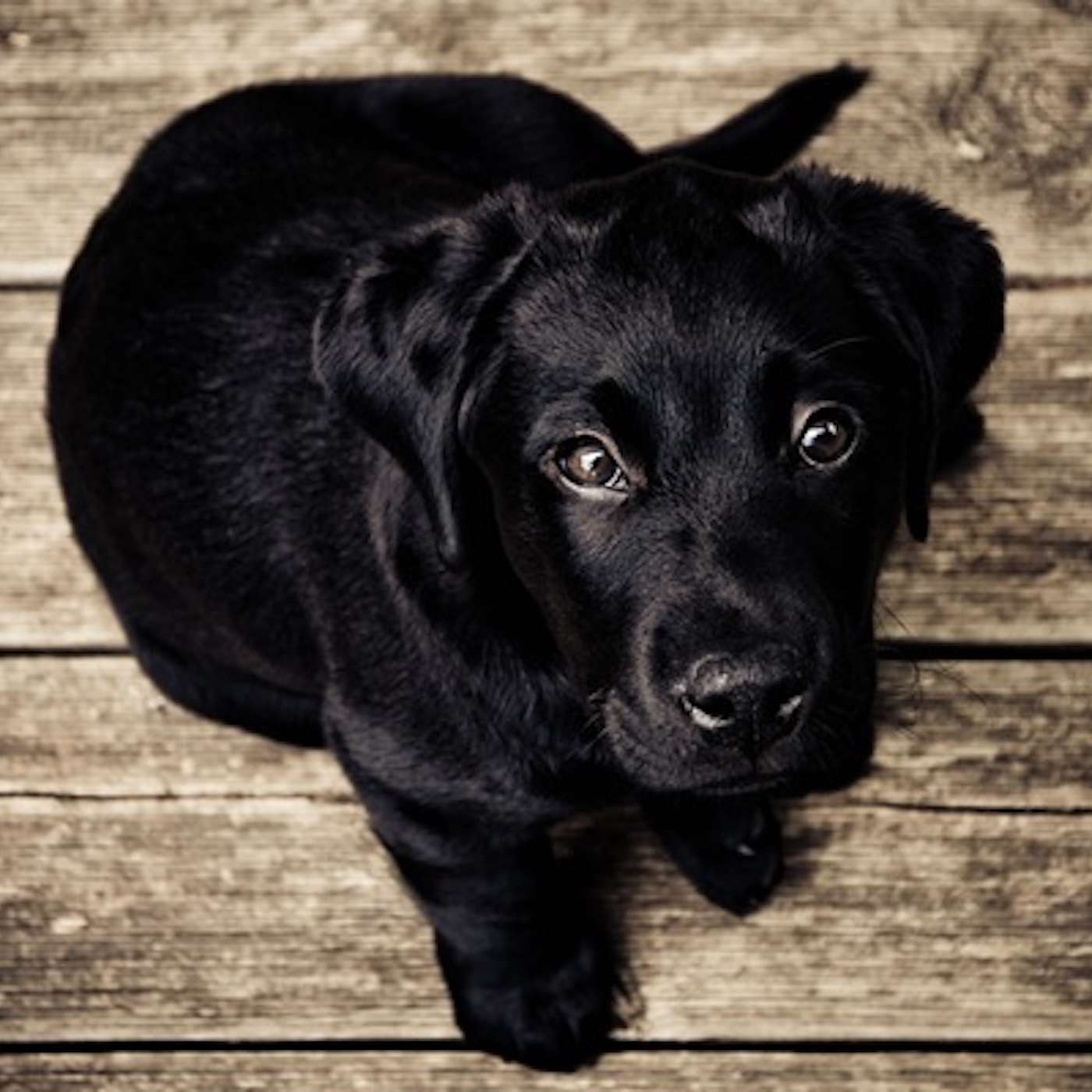 6 Ways to Be an Animal Reiki Practitioner 6 Ways to Be an Animal Reiki Practitioner