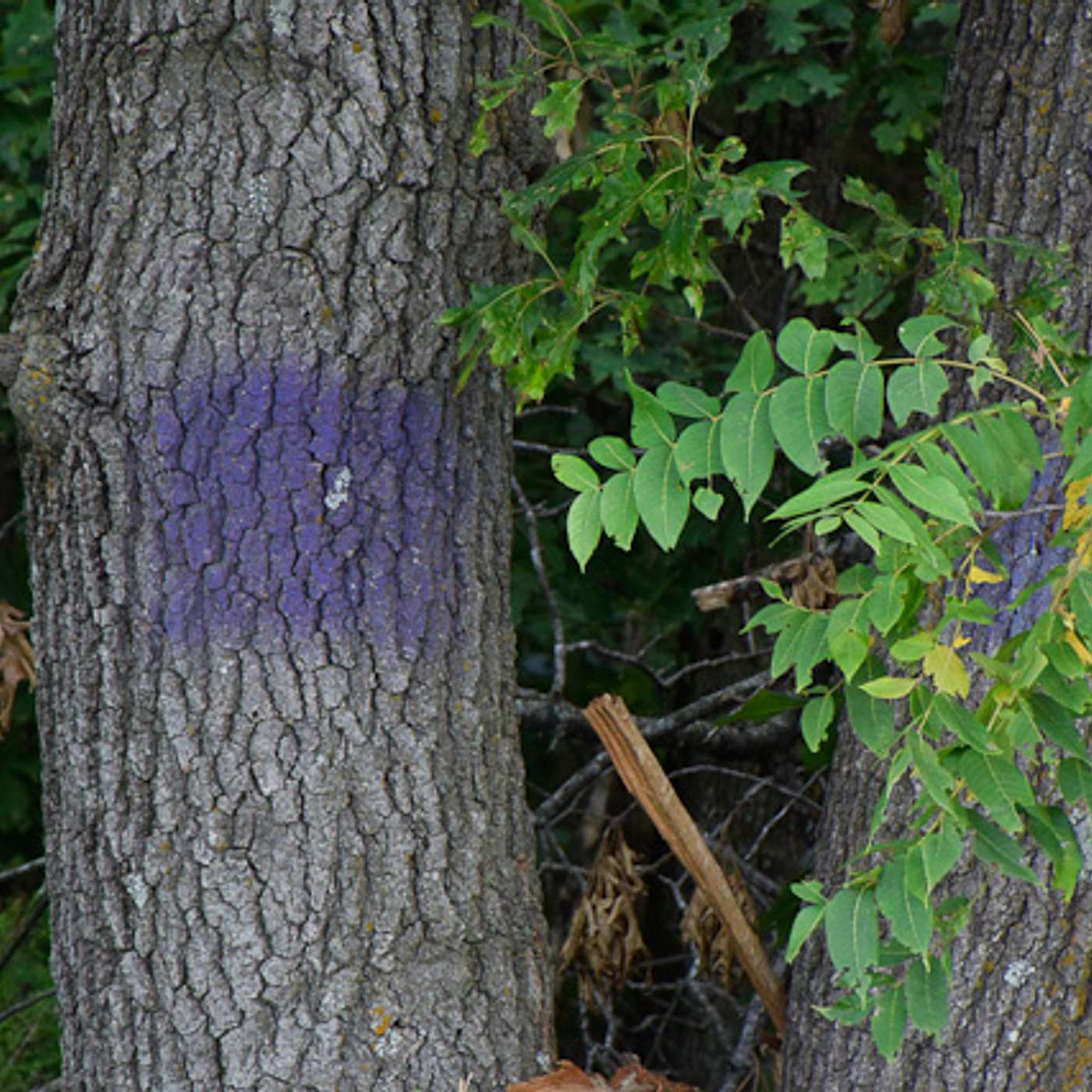 Episode 128: Purple Means No Trespassing!