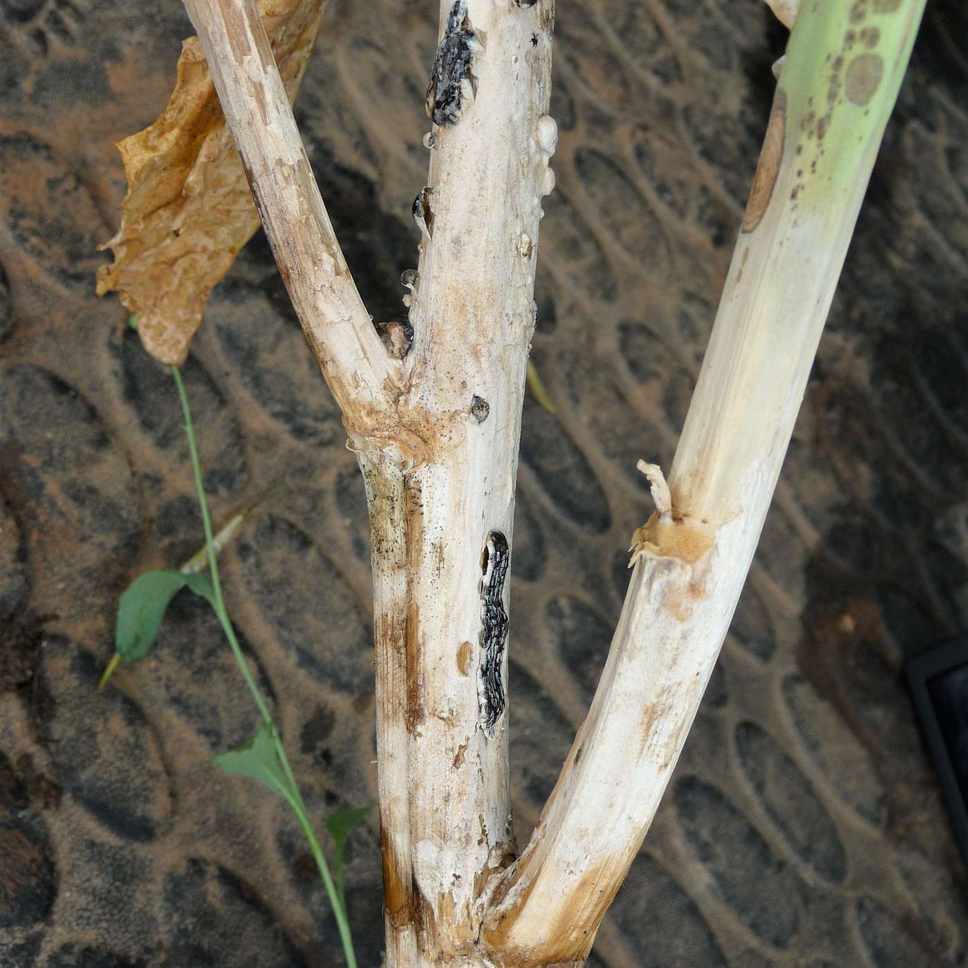 NSW DPIRD Agronomy