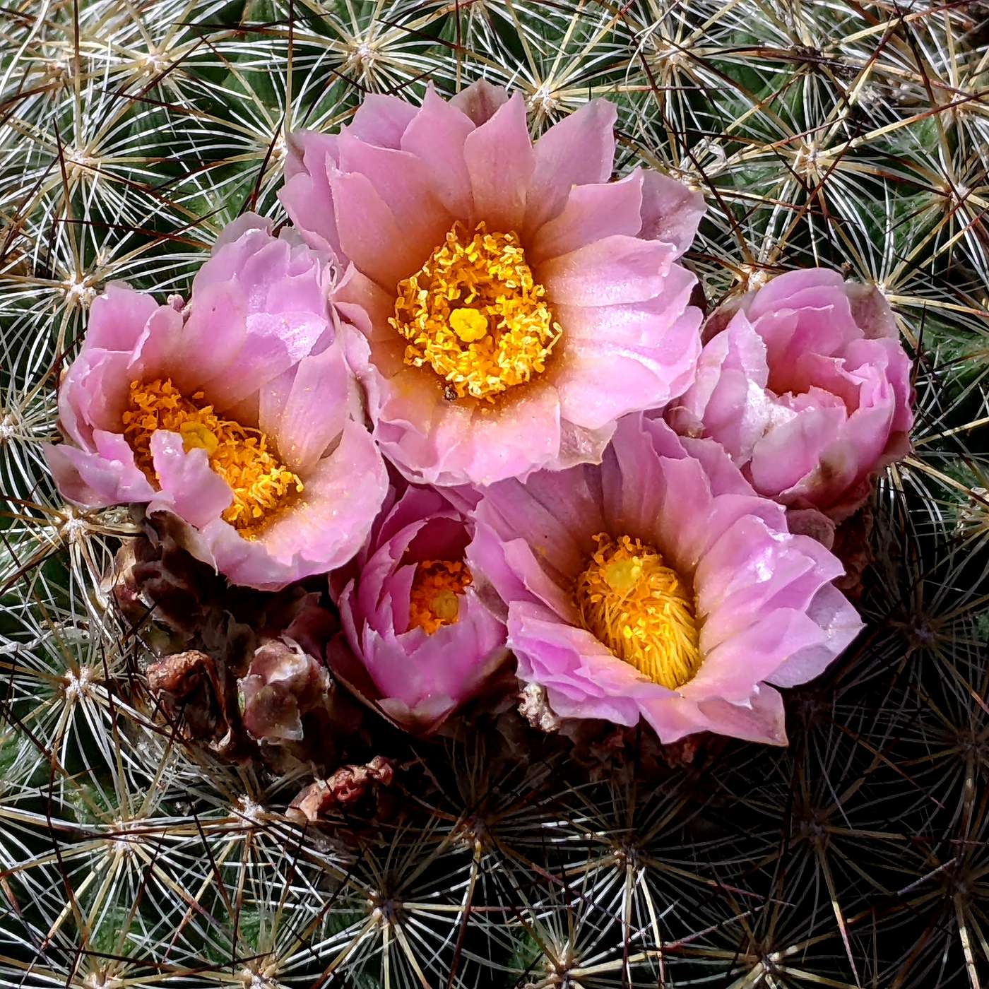 Kerry Shamblin Vedic Astrology