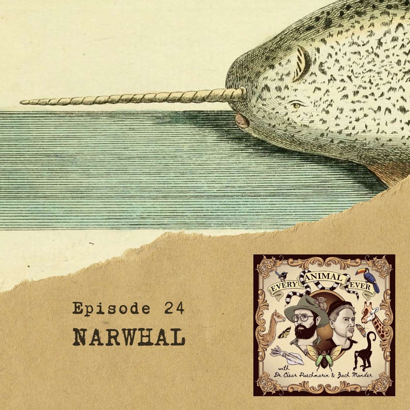 24 - Narwhal