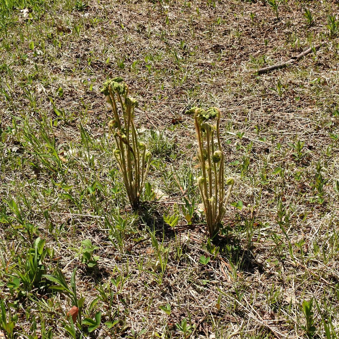 UNFURLING
