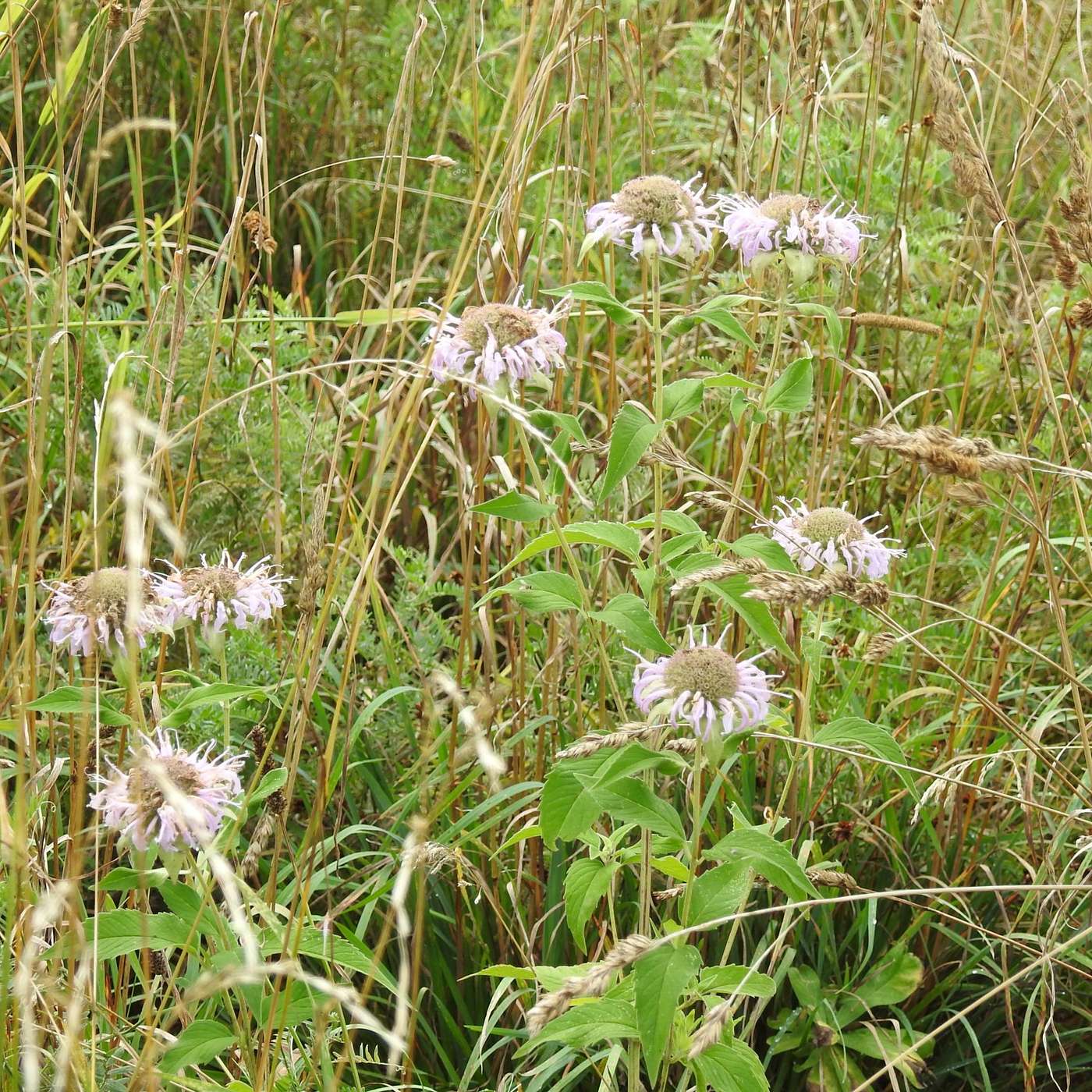 THE LAST OF THE RAGGED ROBIN