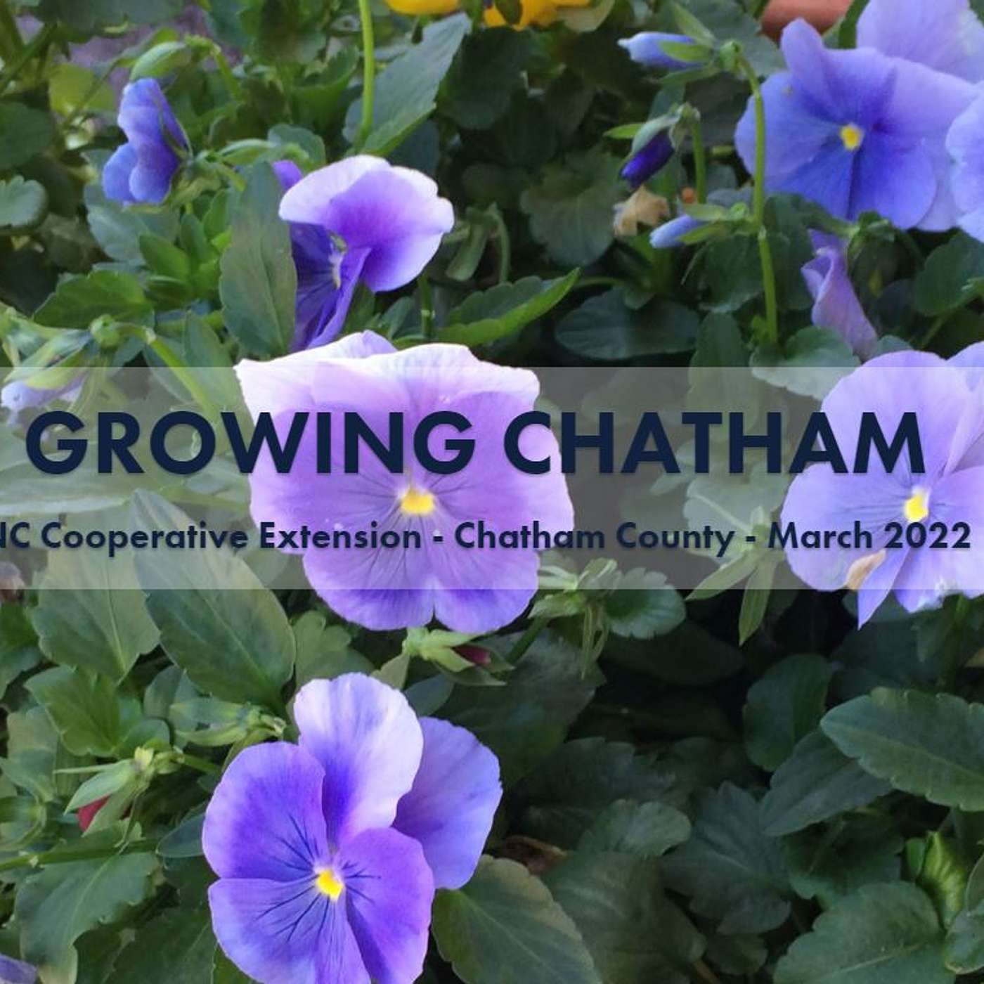 Growing Chatham March 2022 Podcast episode artwork