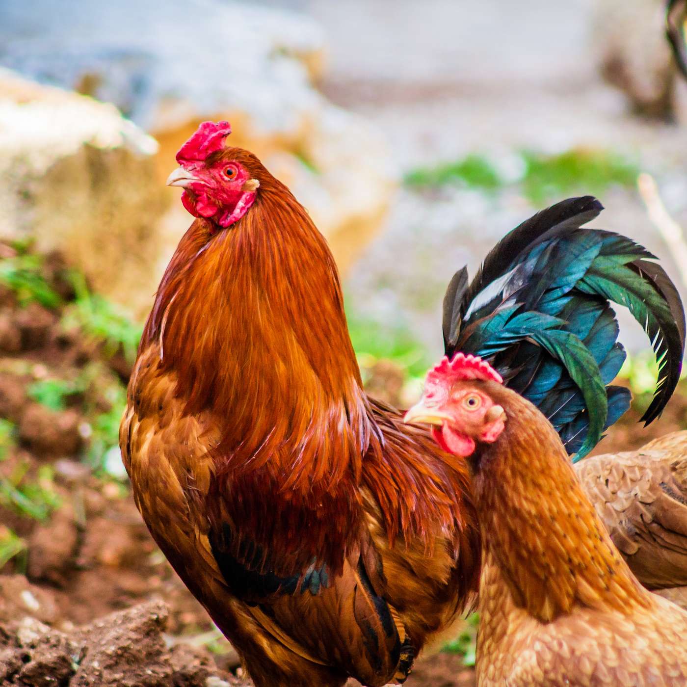 How chicken legs, triangles and sphincters will make you laugh