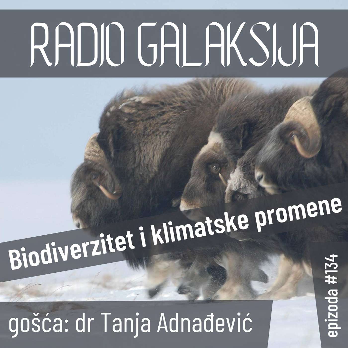 Radio Galaksija
