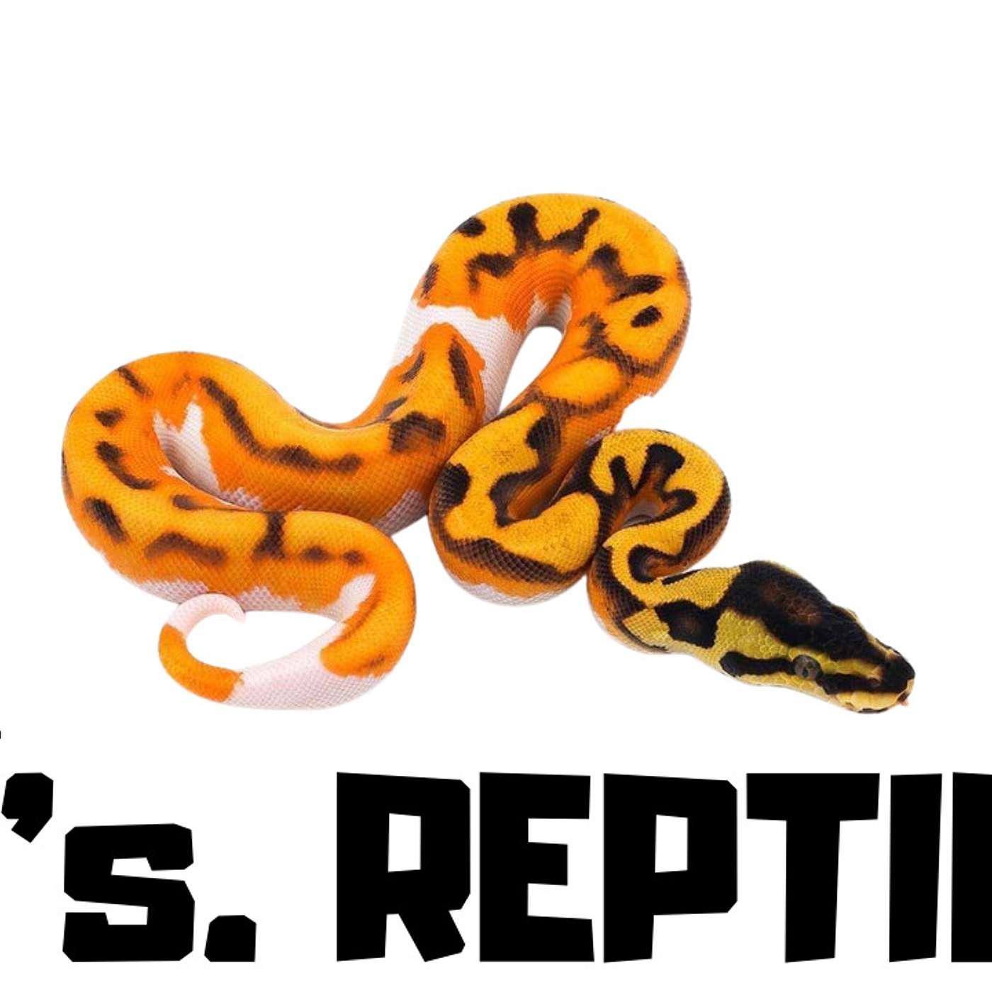 #148 J.P'S. REPTILES | BALL PYTHON CANADA | NEW BREEDER ON THE BLOCK SERIES | TRAP TALK