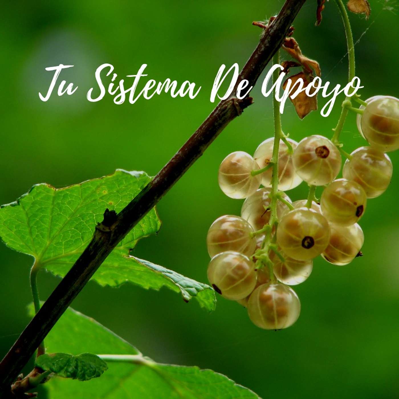 Tu Sistema De Apoyo