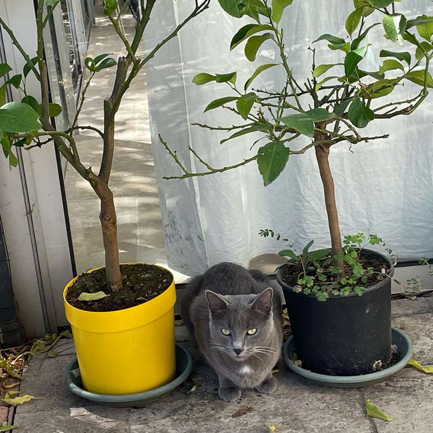 When life gives you lemons, it helps to recognize them