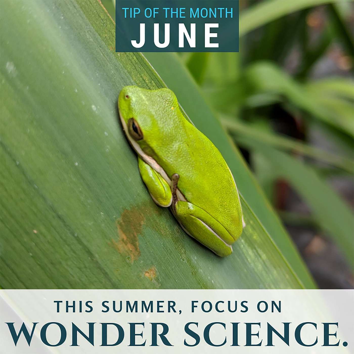 Wonder Science {Homeschool Science Tip of the Month June 2019}