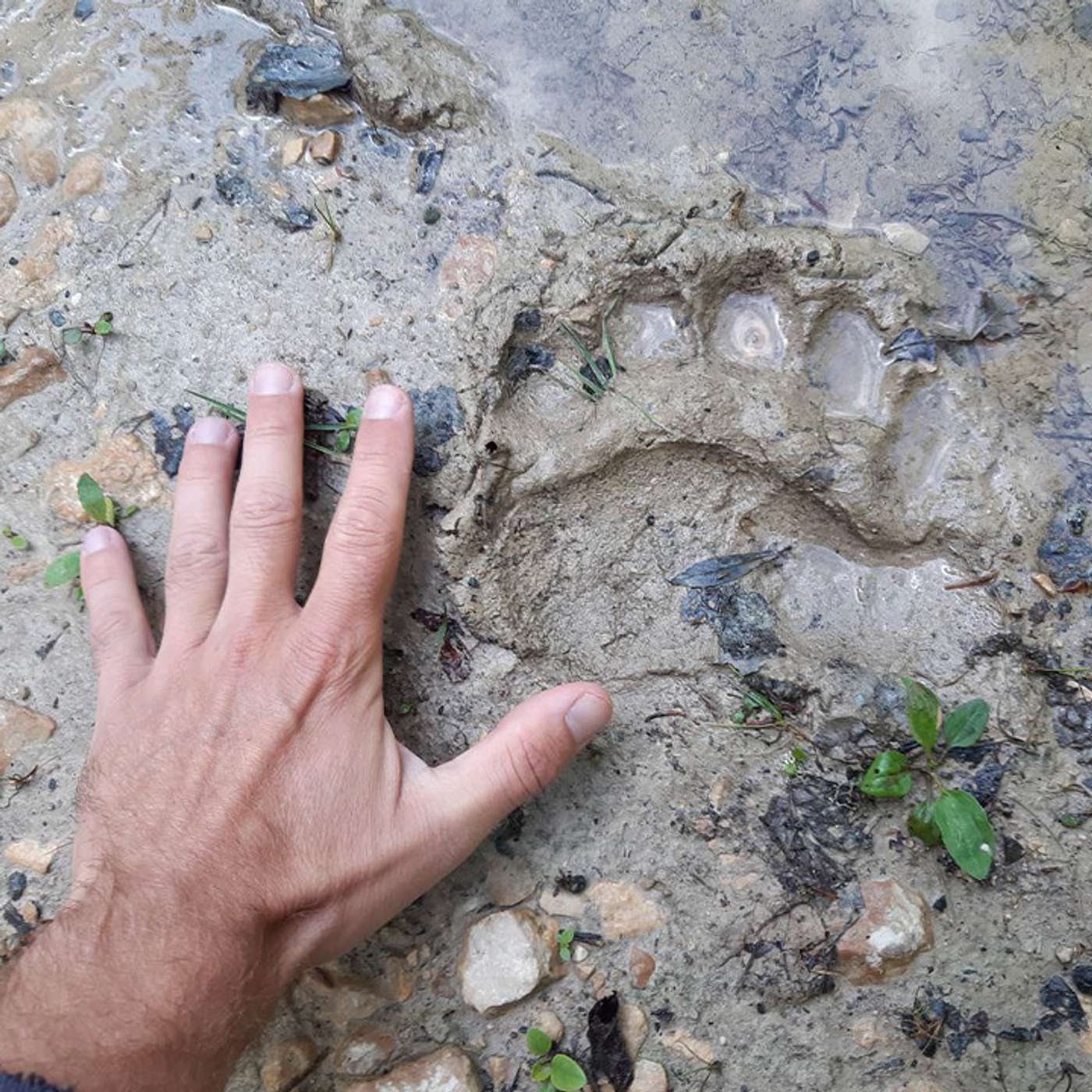 Beranduegi 5x21: Serbiako giripollasa