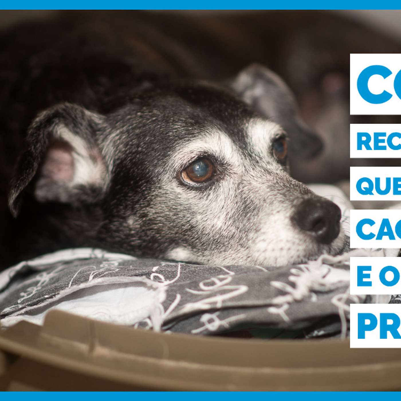 Como reconhecer o cão que você tem e o que ele precisa? episode artwork