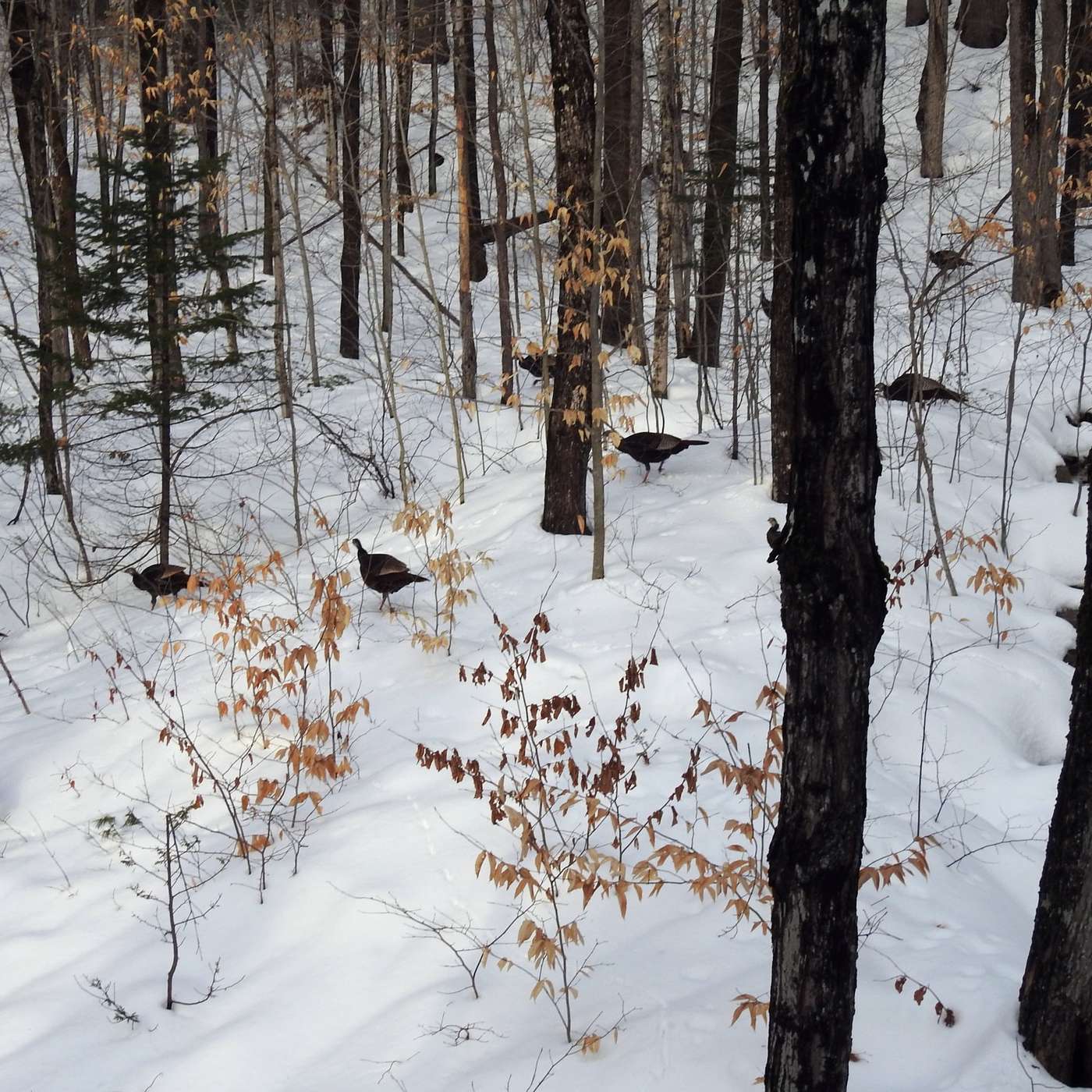 THE WOODS ARE FULL OF TURKEYS