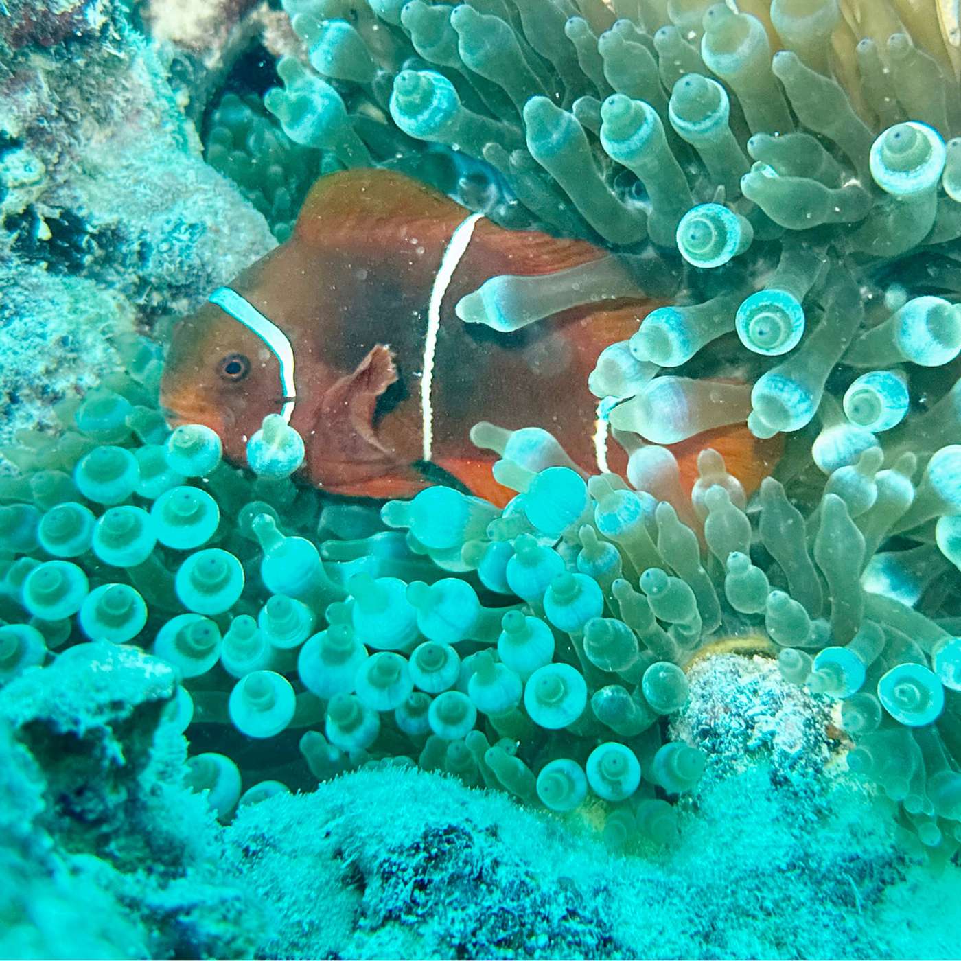 Word on the Reef