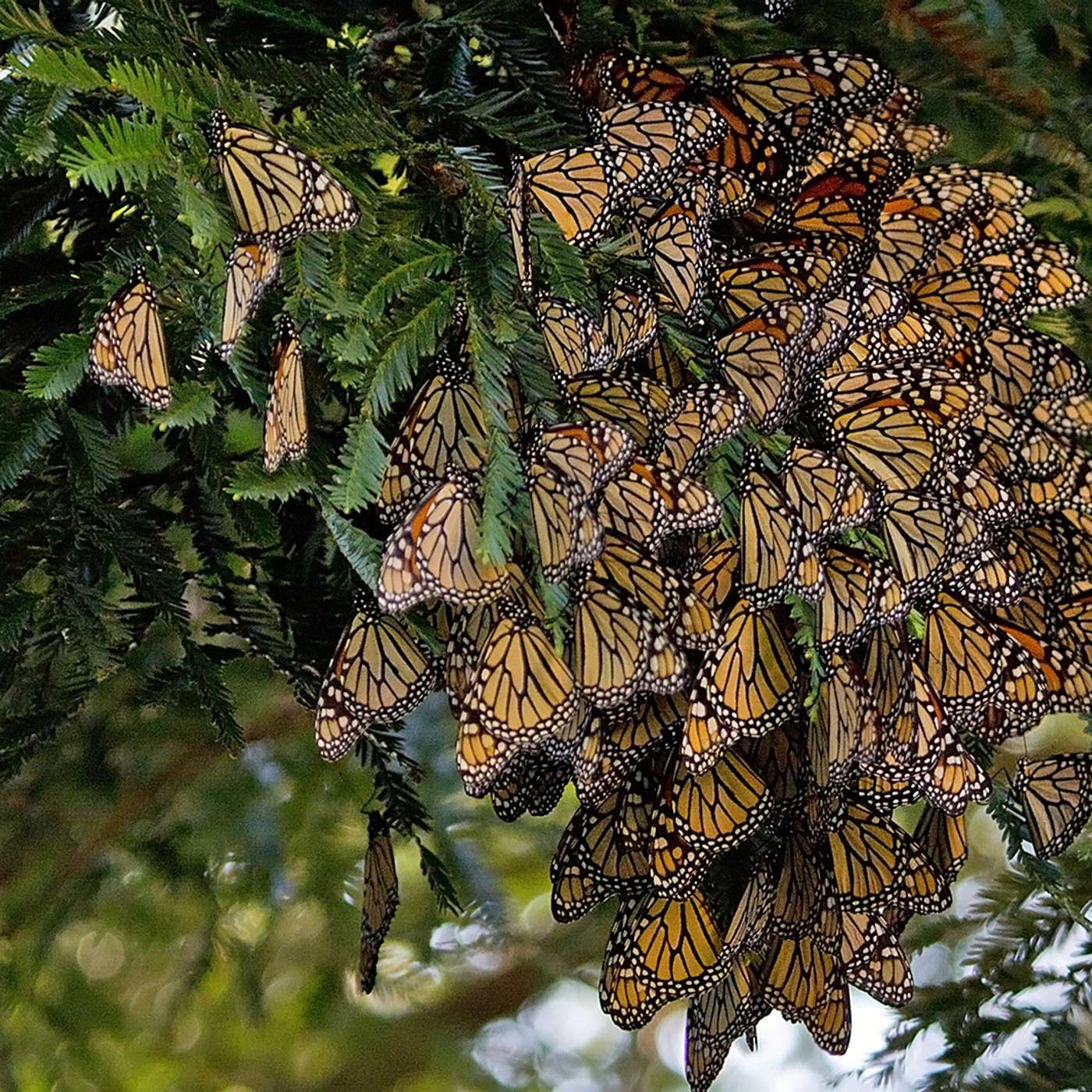 Bug Banter with the Xerces Society