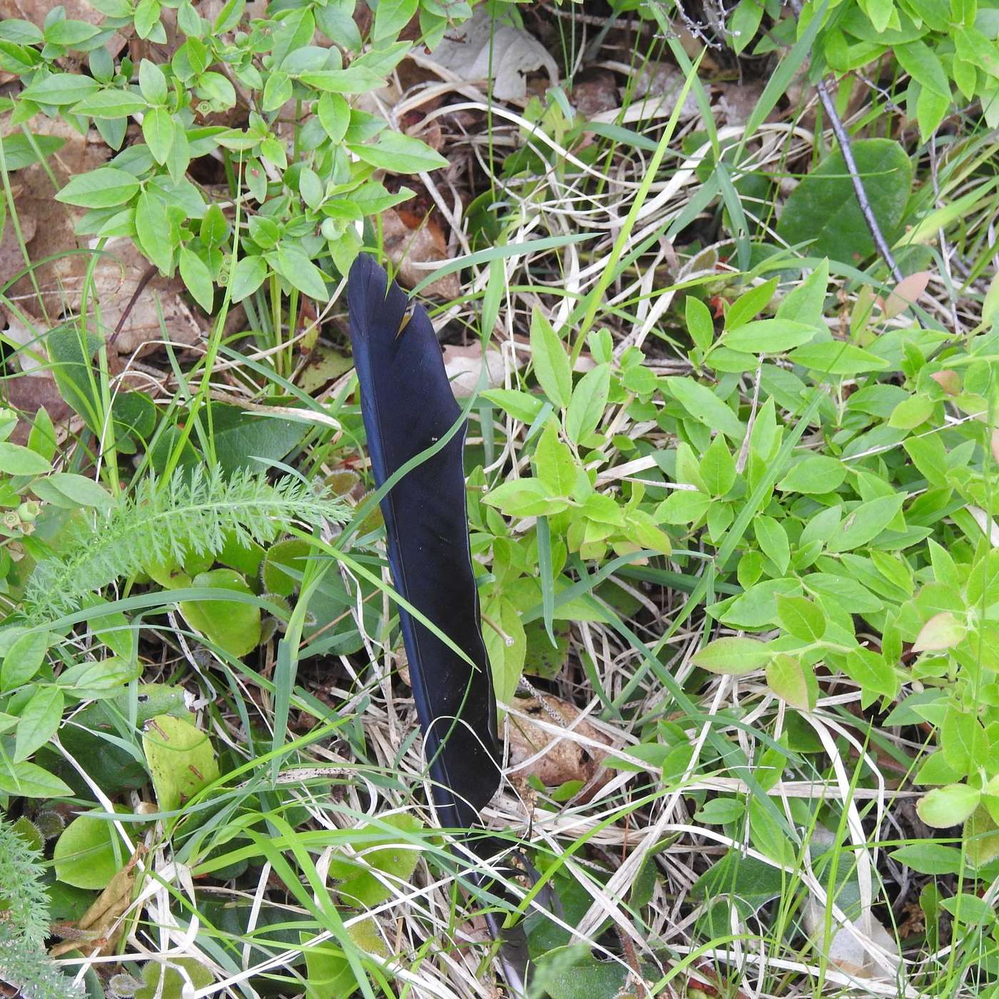 FEATHER IN THE GRASS