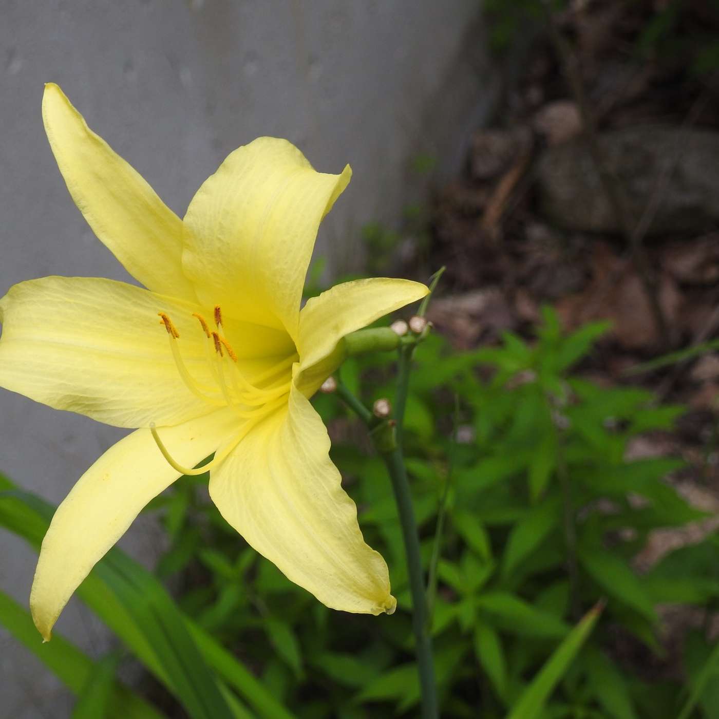 MID-SUMMER YELLOW