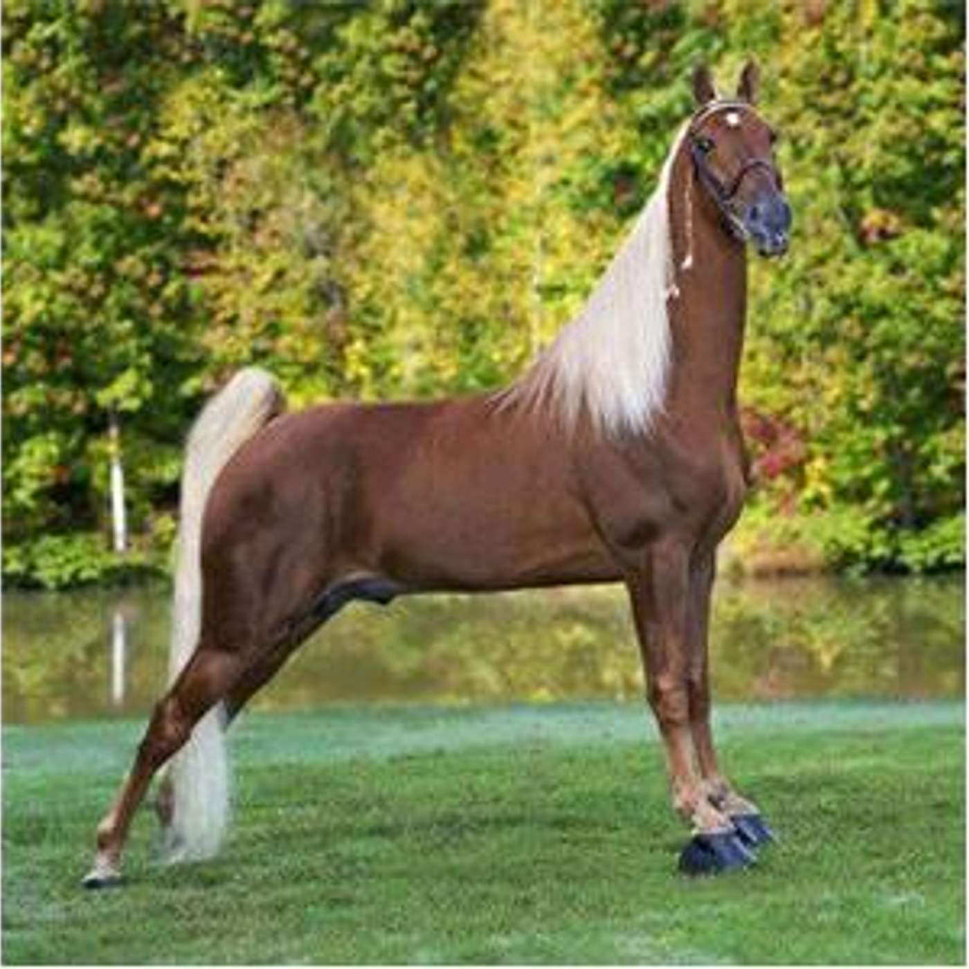 Tennessee Walking Horse the Future