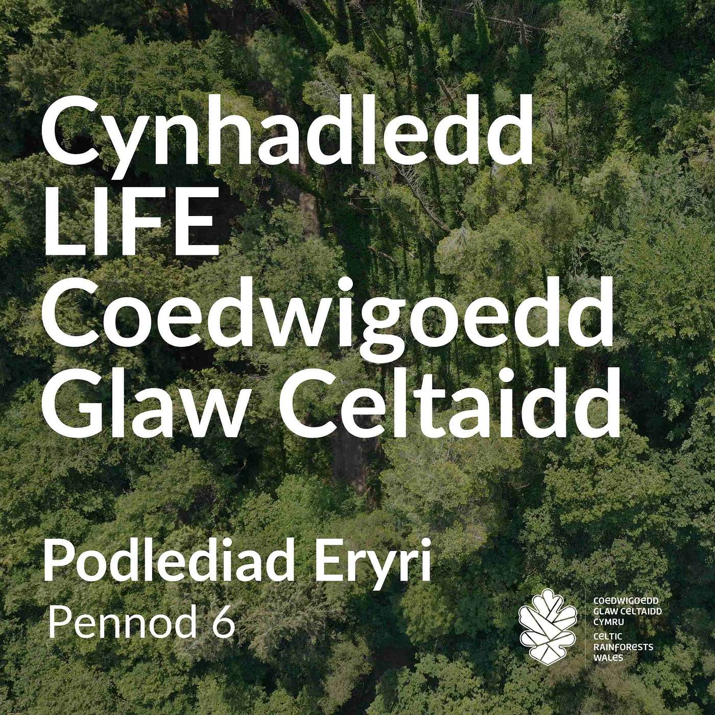 Cynhadledd Coedwigoedd Glaw Celtaidd LIFE: Llwyddiannau a’r dyfodol