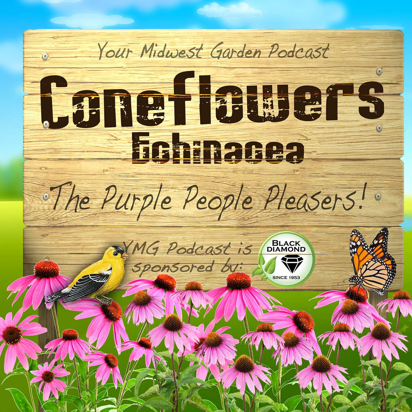 Coneflower Basics