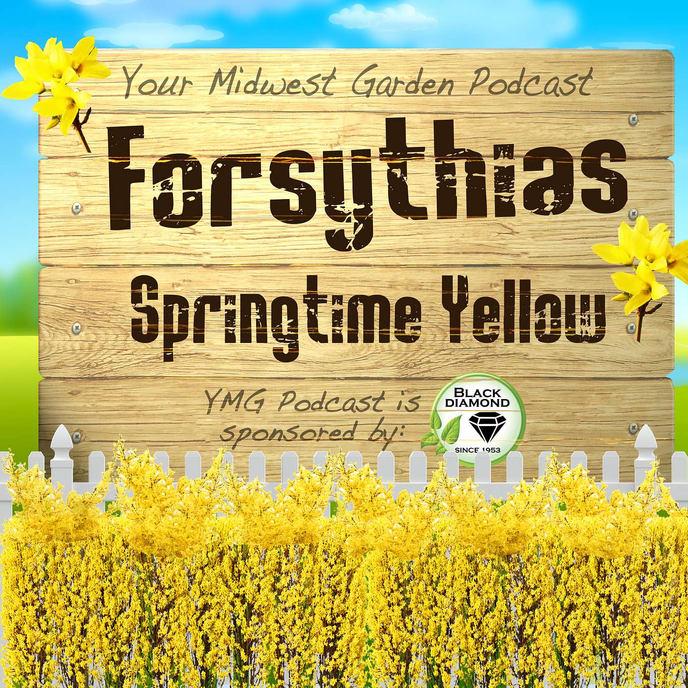 Forsythias - That Springtime Yellow