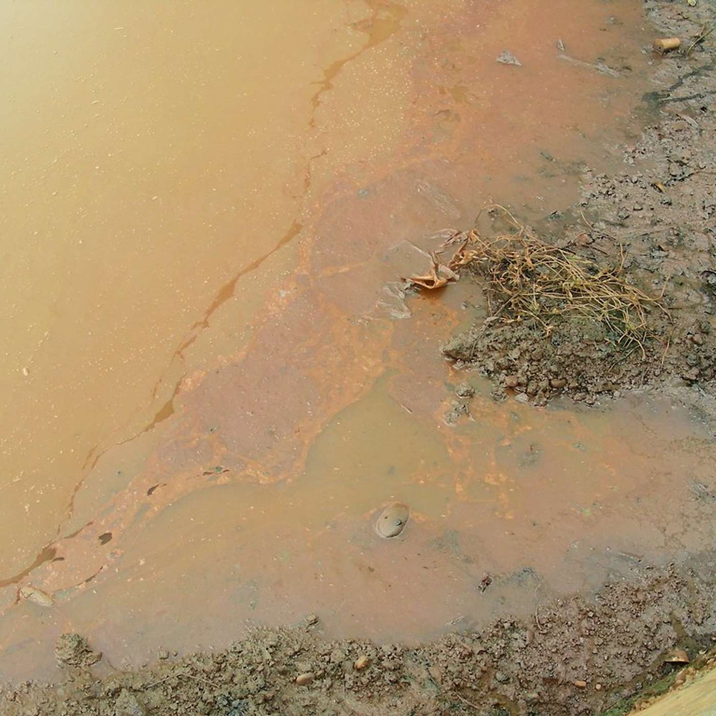 SSD 105 - RDC : une mine de diamant pollue plusieurs rivières, tuant de nombreux poissons episode artwork