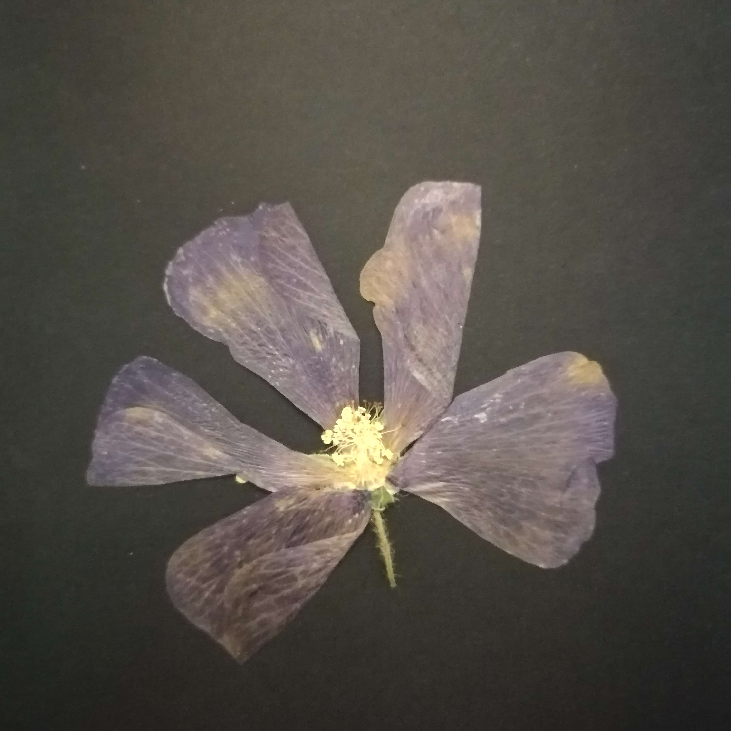 carlos alberto's Podcast