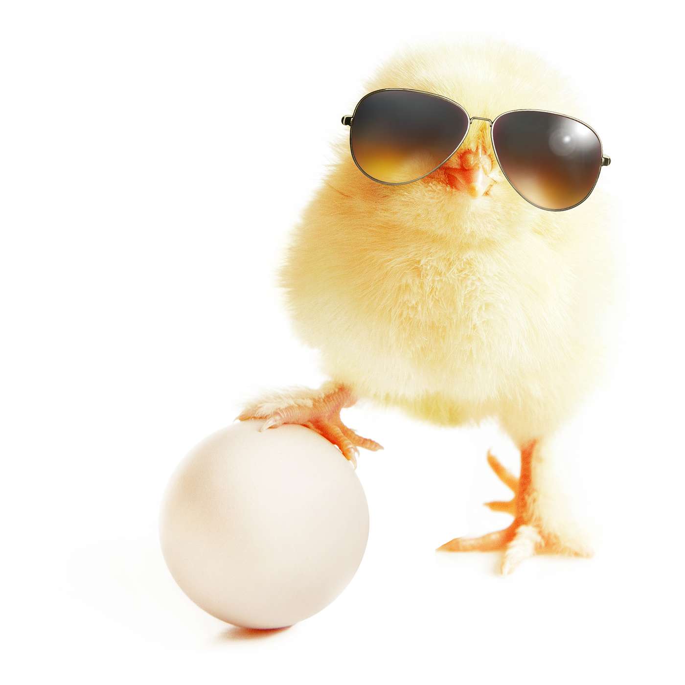 cover of episode What Came First, the Chicken or the Egg?
