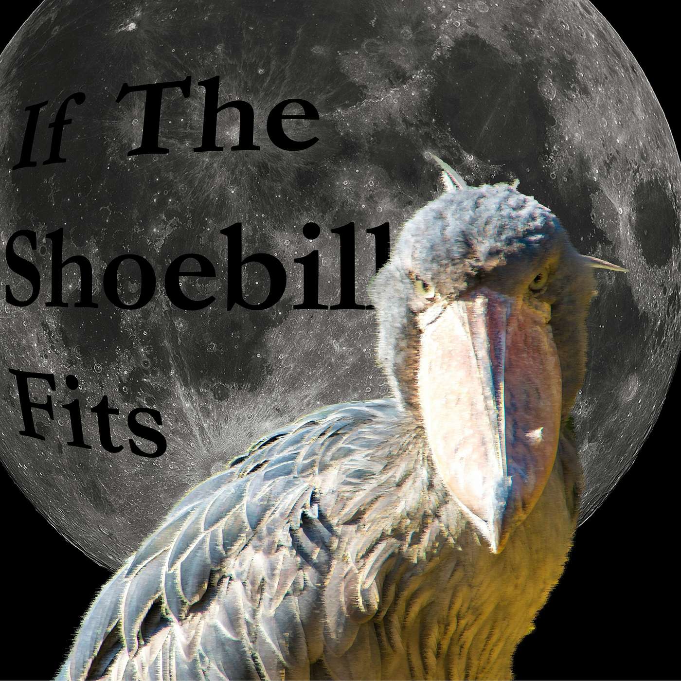 If The Shoebill Fits
