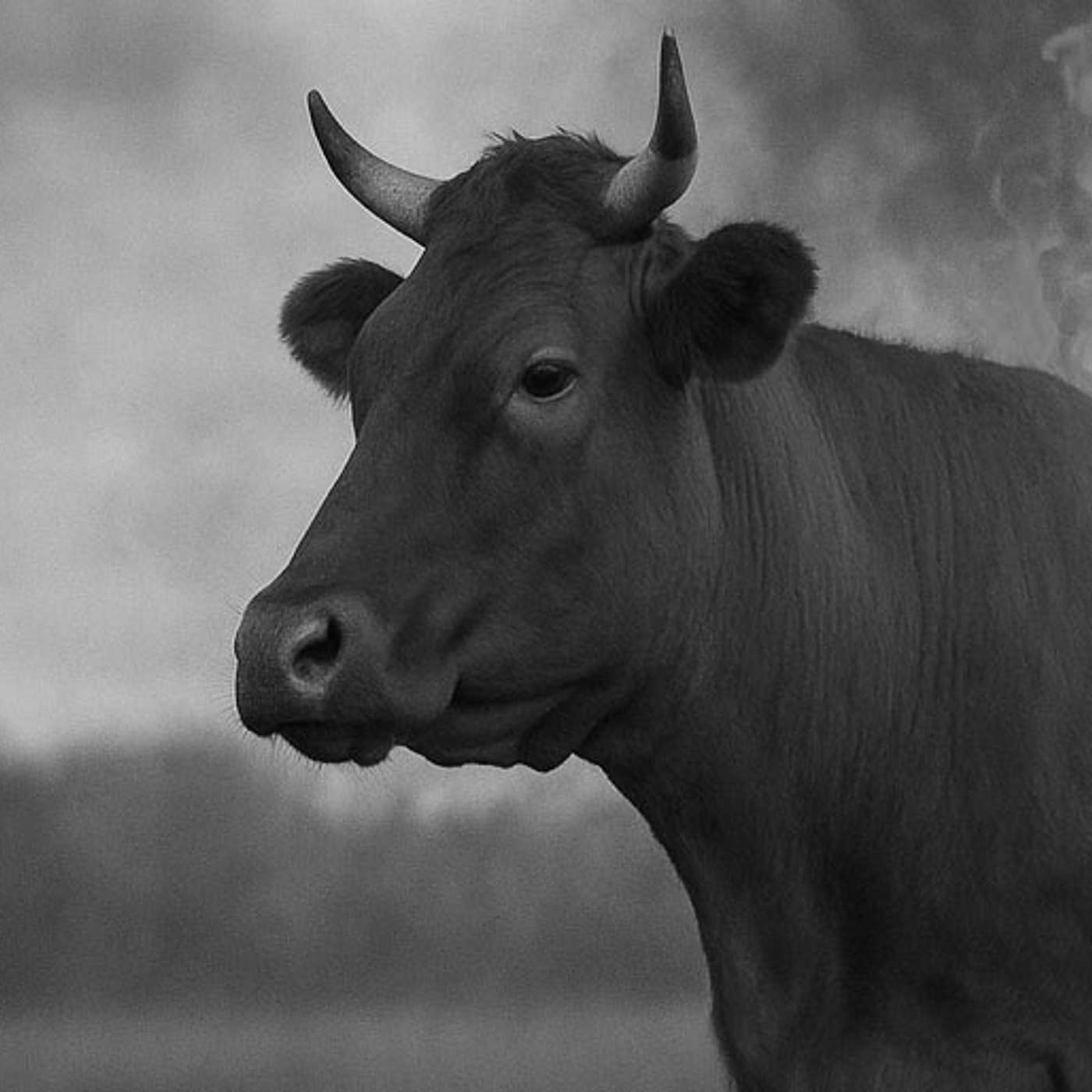 BREAKING: RED HEIFER BURNED SECRETLY!