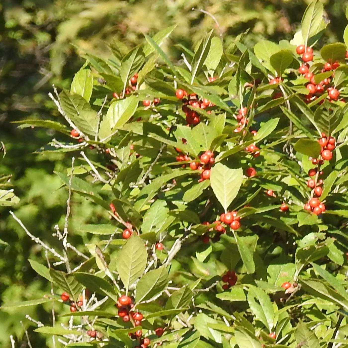 TIME FOR WINTERBERRIES TO RIPEN