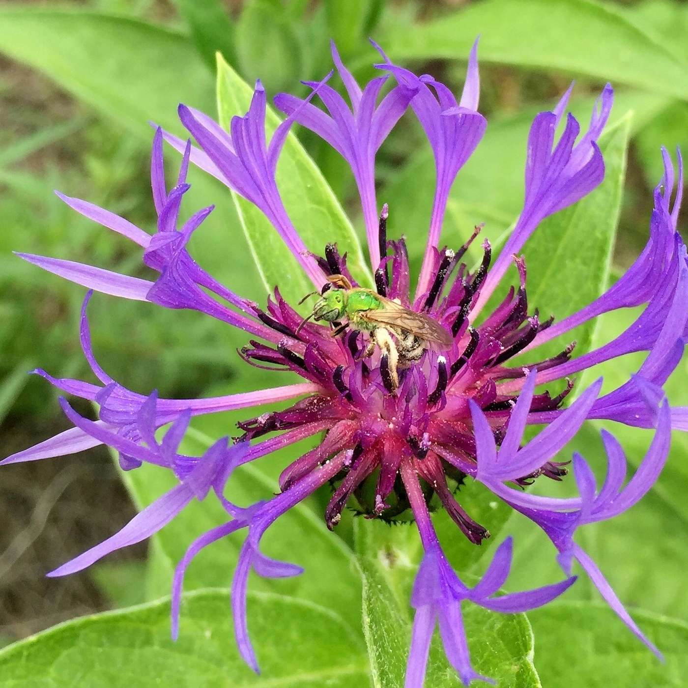 A Year in Invertebrate Conservation: Successes and the Road Ahead