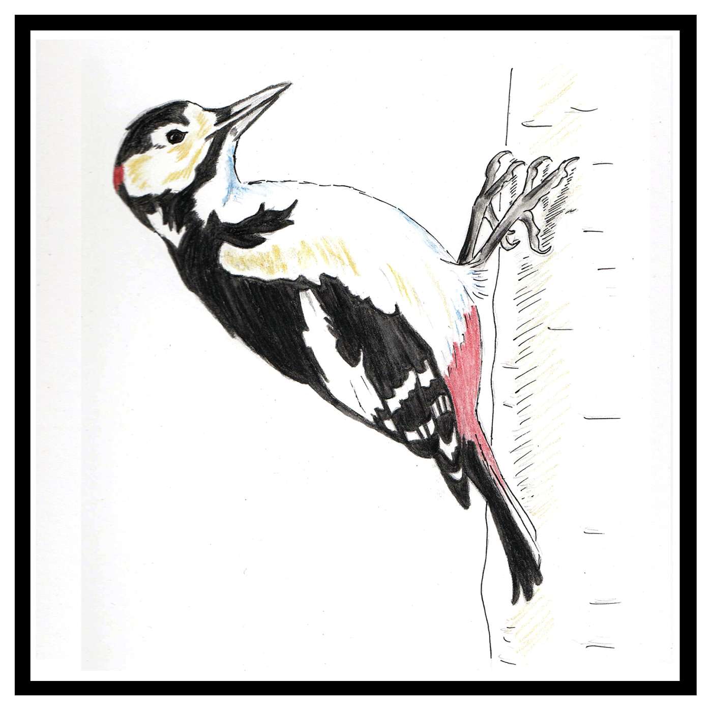 Episode 2: Great spotted woodpecker
