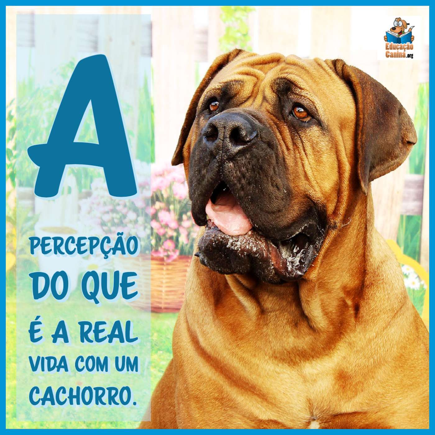 A percepção do que é a real vida com um cachorro.